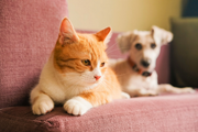 How to Transition Your Cat to a New Diet Without Digestive Upset